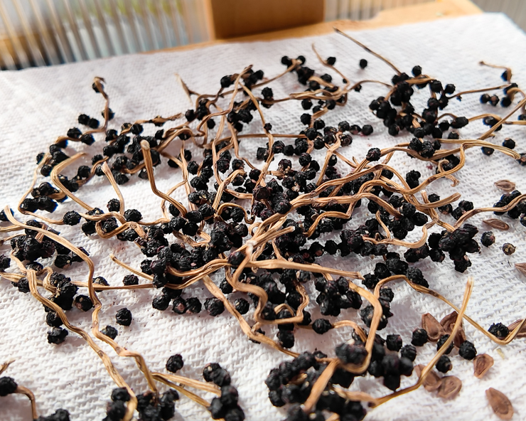 Dried malabar spinach seeds