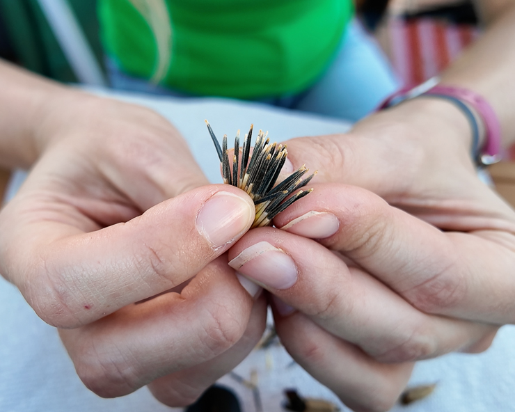 removing seeds from a marigold flower