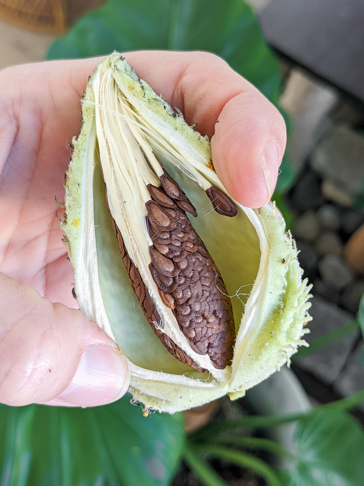 opening a milkweed seed pod
