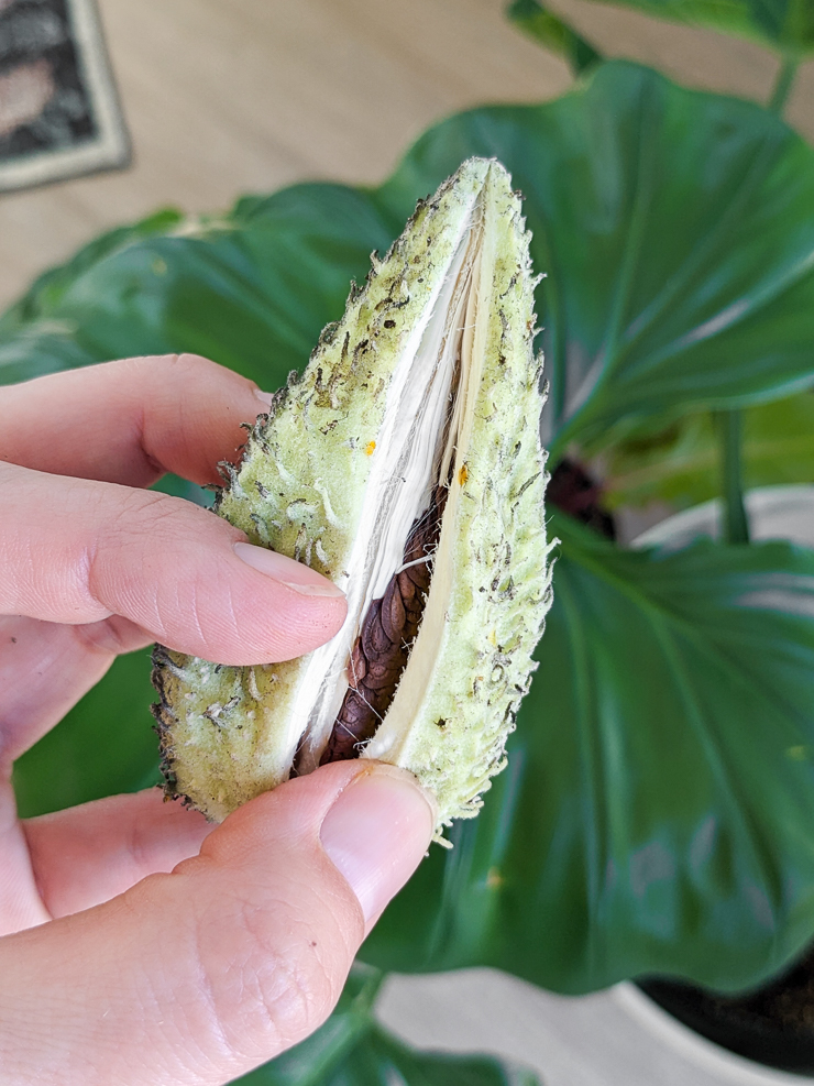 opening a milkweed seed pod