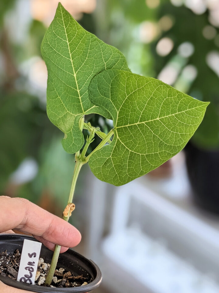 green bean plant