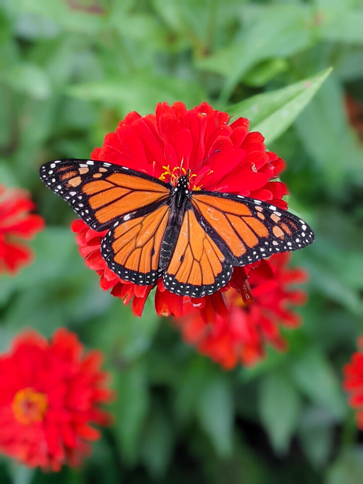 monarch on a zinnia