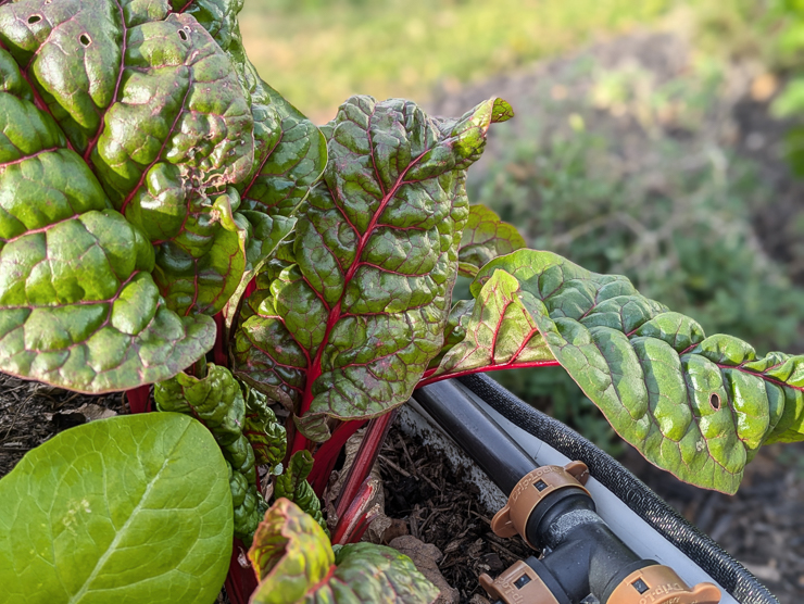 swiss chard growing in a garden