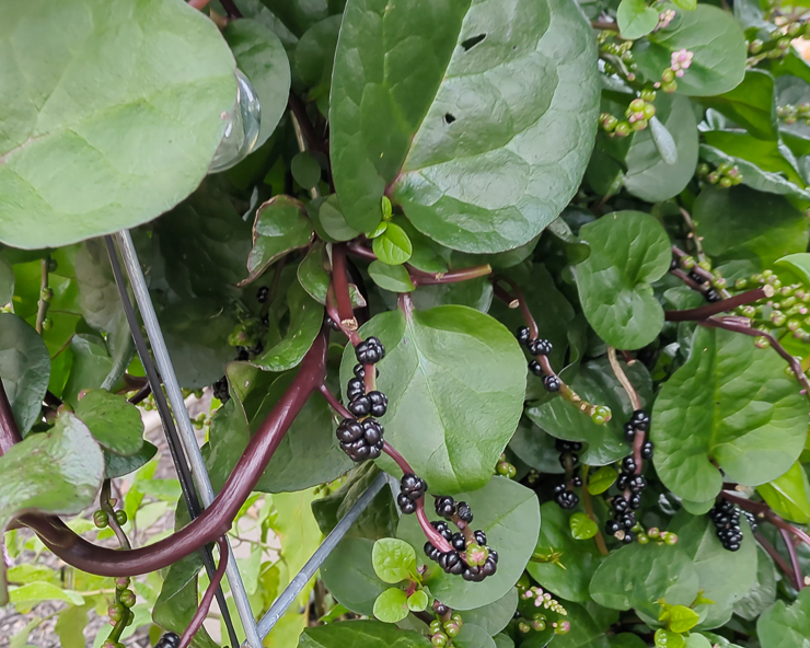 malabar spinach berries