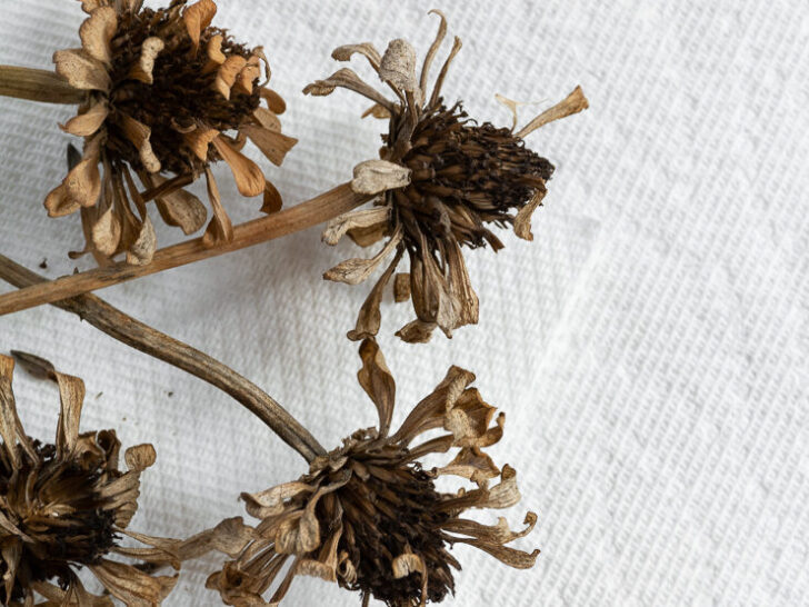 dried zinnia flowers