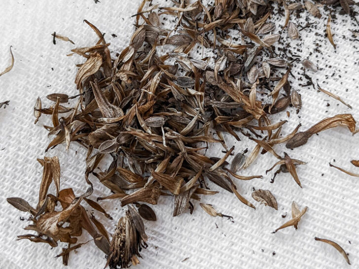 picking zinnia seeds