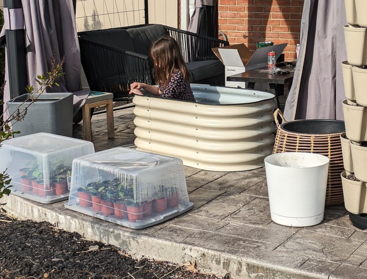 hardening off seedlings in a storage bin greenhouse