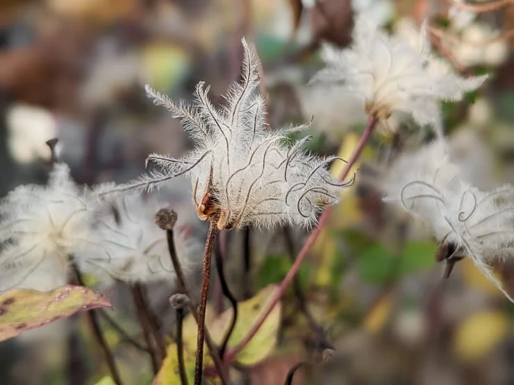 clematis going to seed