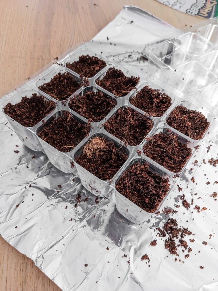 filling seed-starting cells with moss