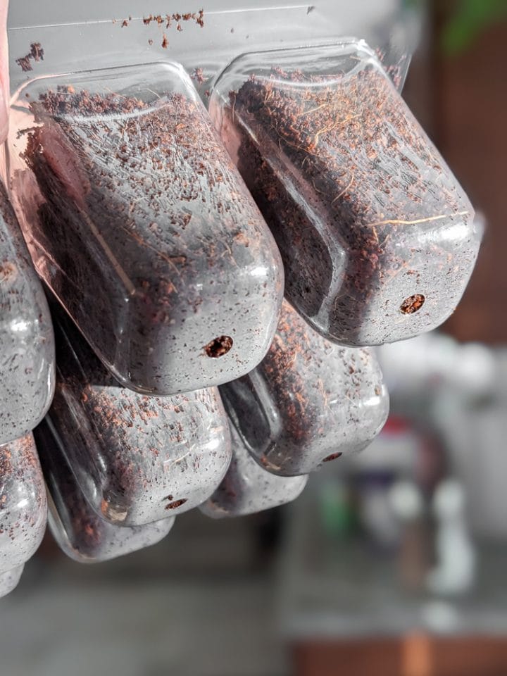 bottom of seed cells