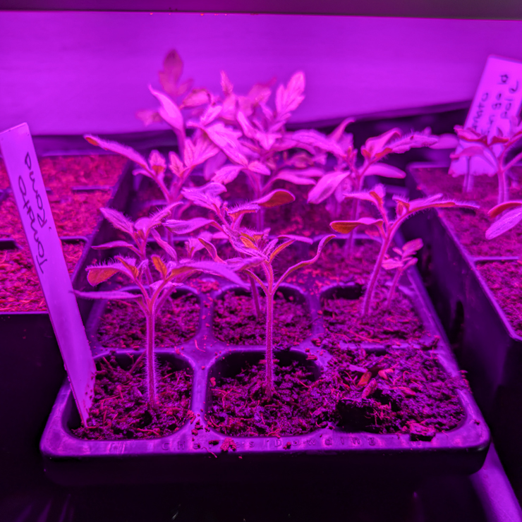 seedlings under grow lights