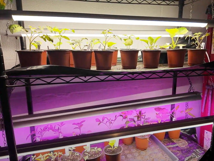 seed starting with shop lights and grow lights