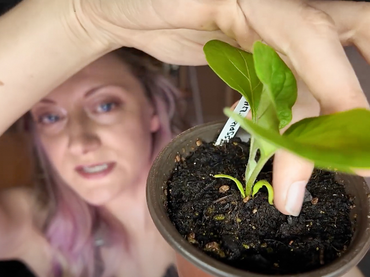 woman holding a small spinach plant