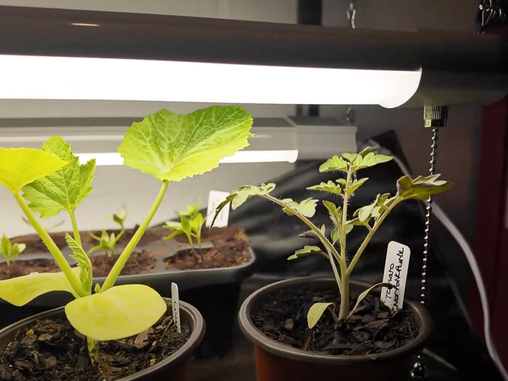 seedlings under shop lights