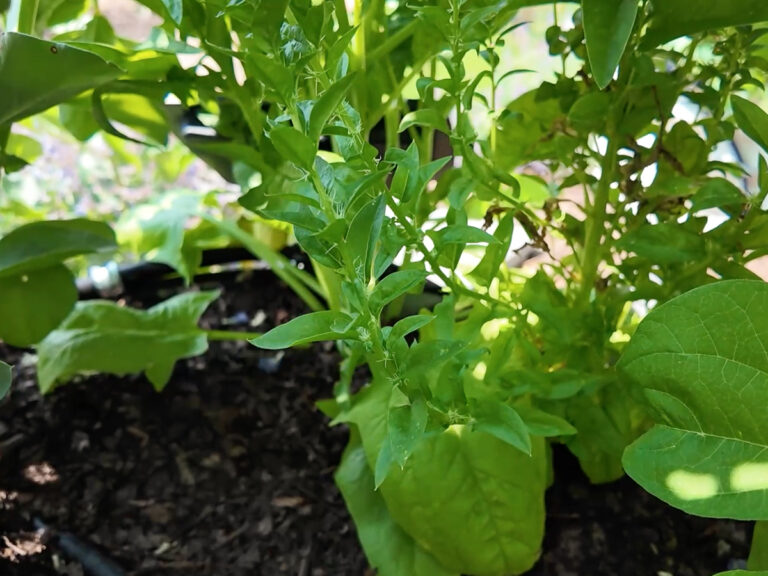 spinach going to seed