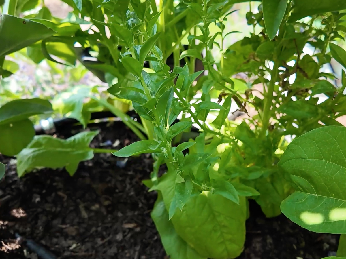 spinach going to seed