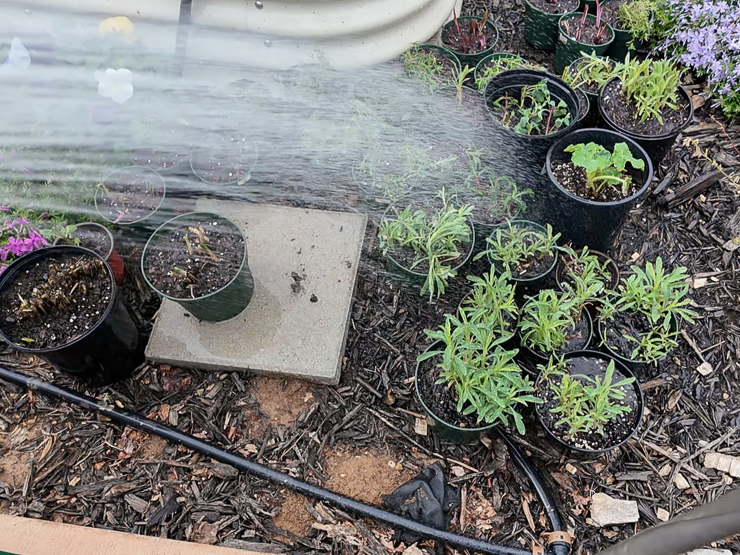 watering split perennials