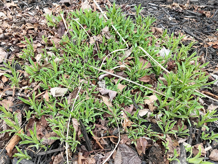 new england aster sprouting