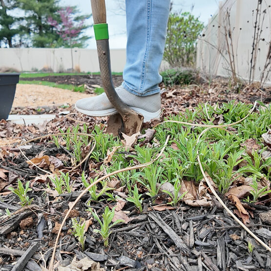 digging up perennial aster