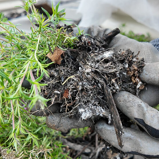 digging up perennial phlox