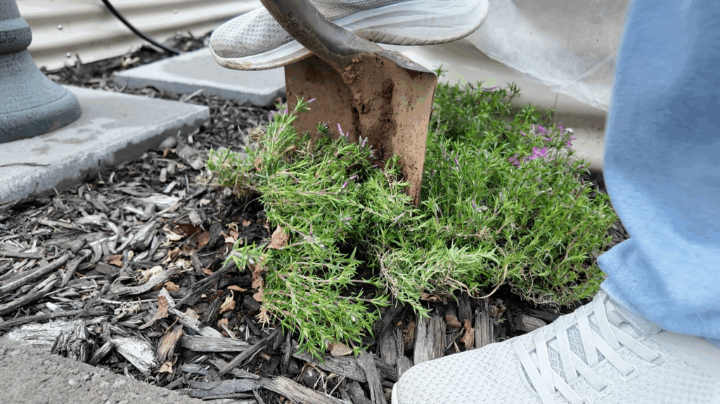digging up creeping phlox