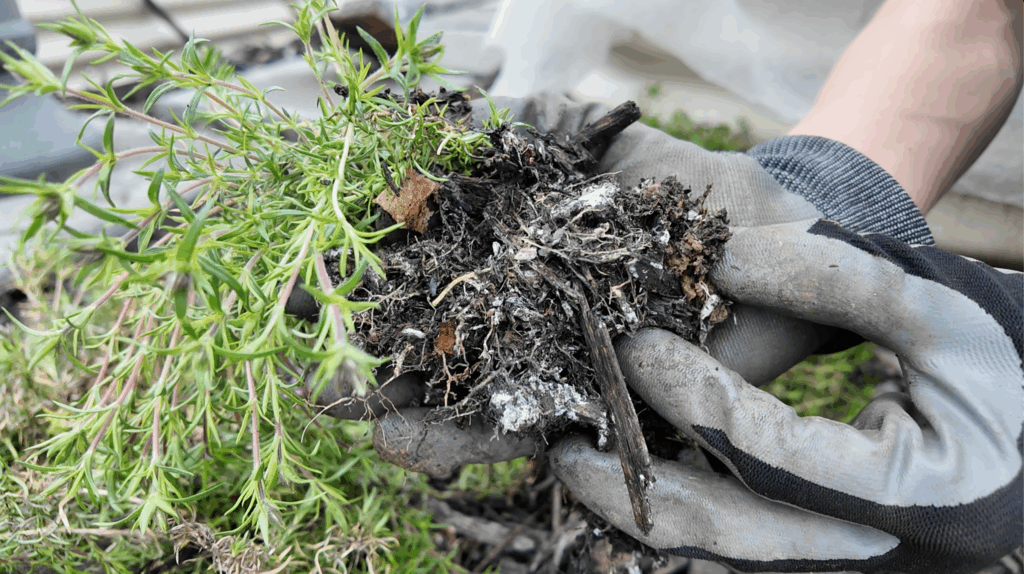 digging up creeping phlox
