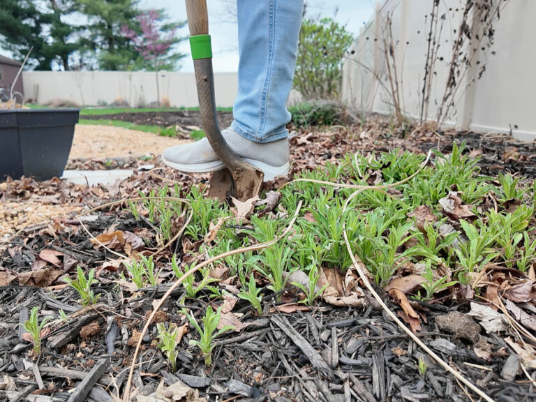 digging up perennials