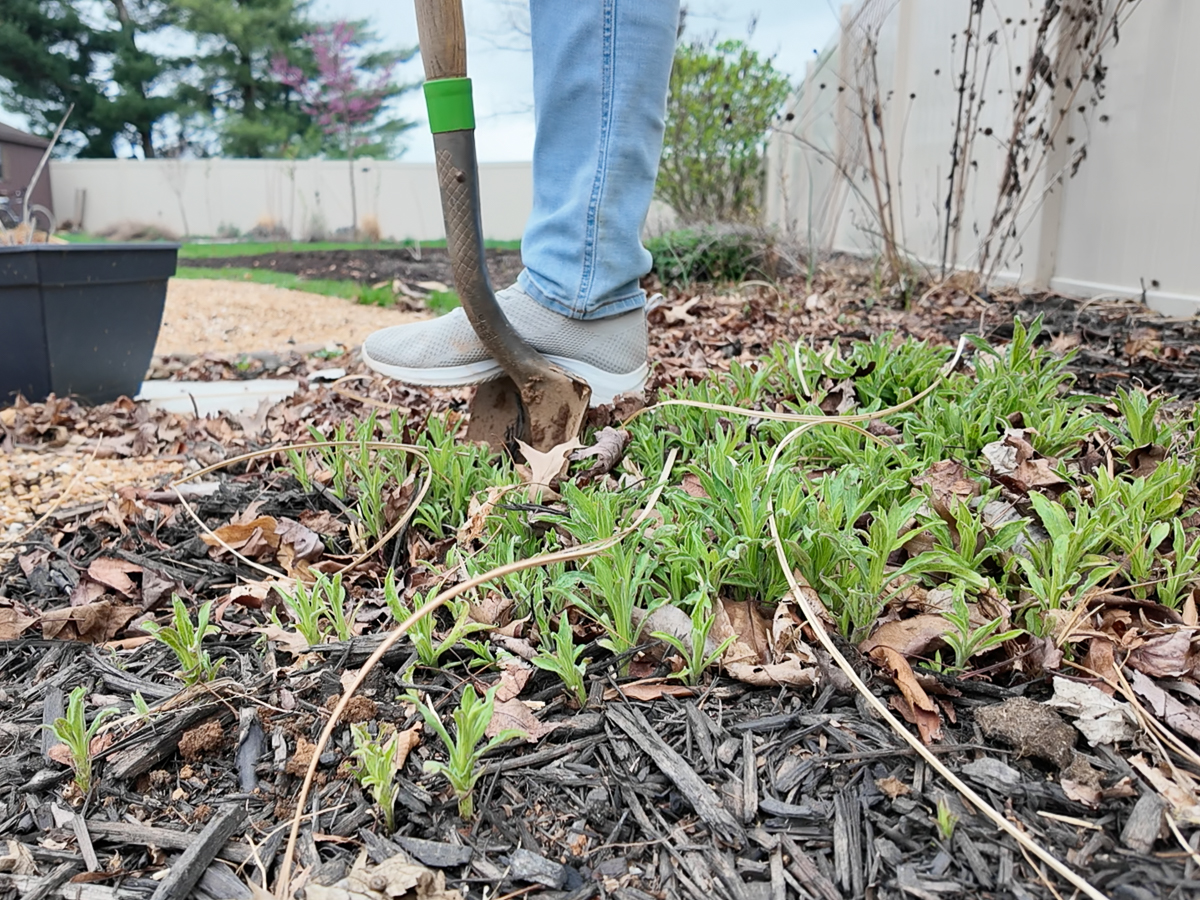 digging up perennials