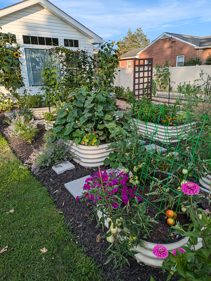 vegetable garden