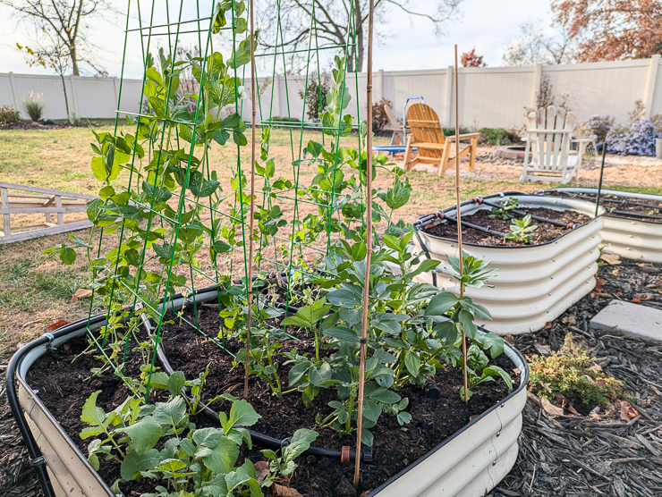 sugar snap peas growing on a trellis