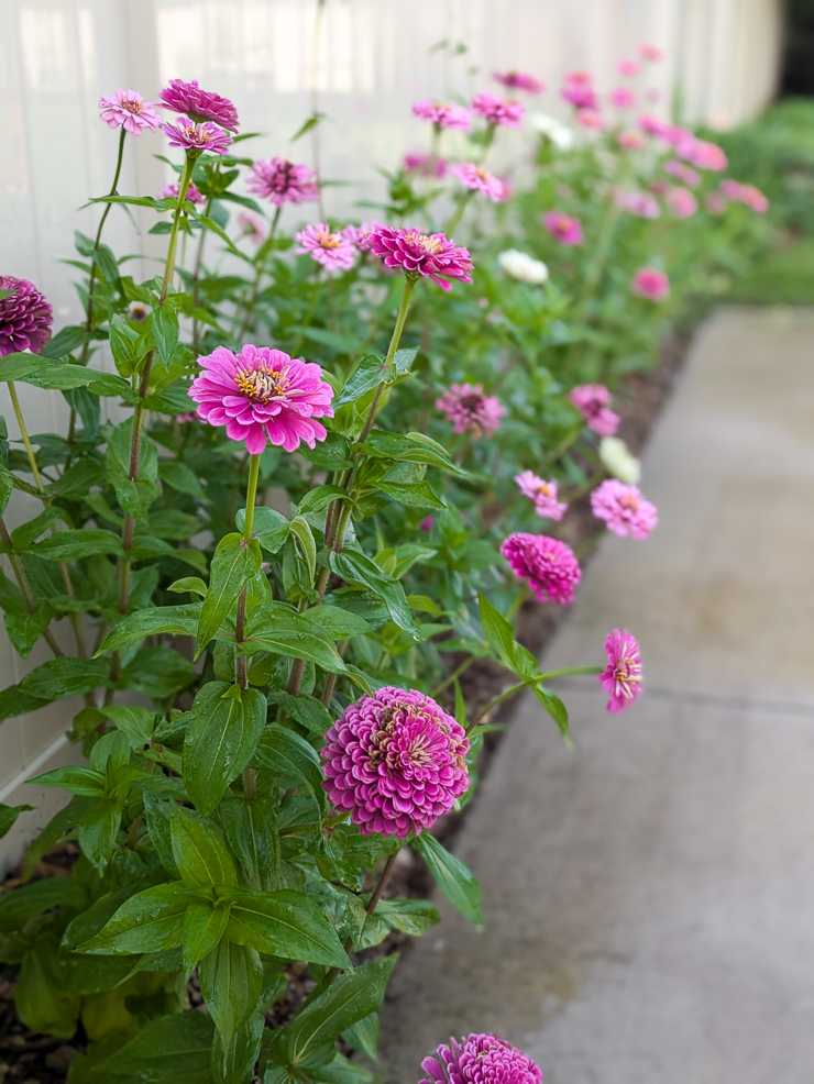 pink zinnias