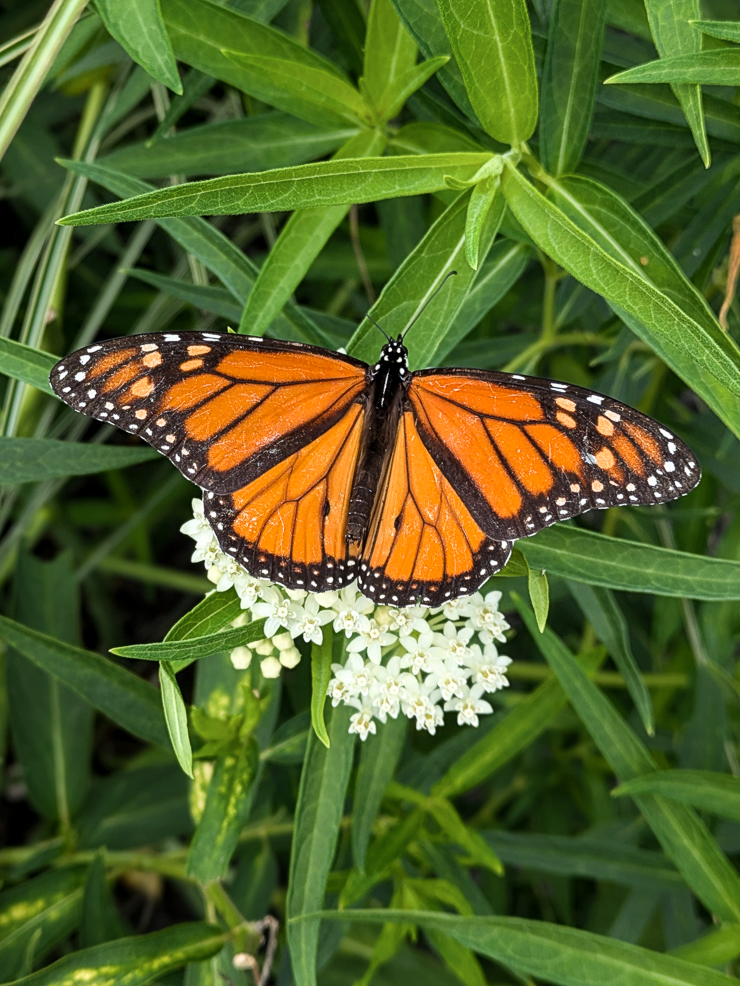 monarch on milkweed