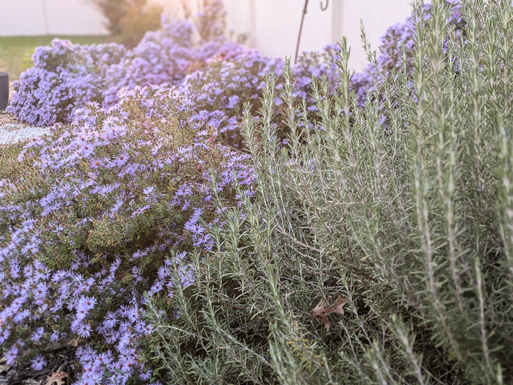 rosemary and aster in a garden