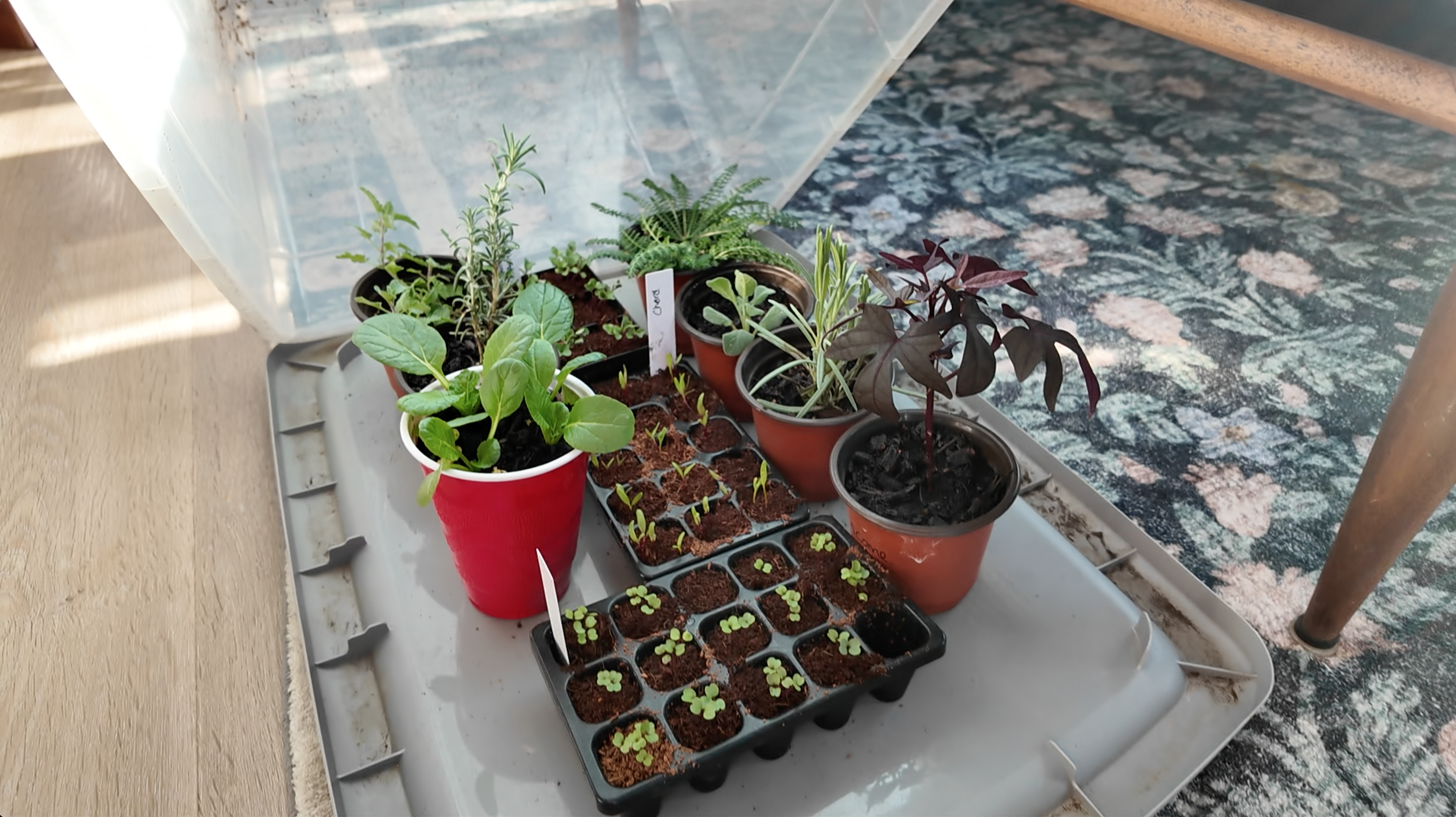 seedlings in a storage bin greenhouse