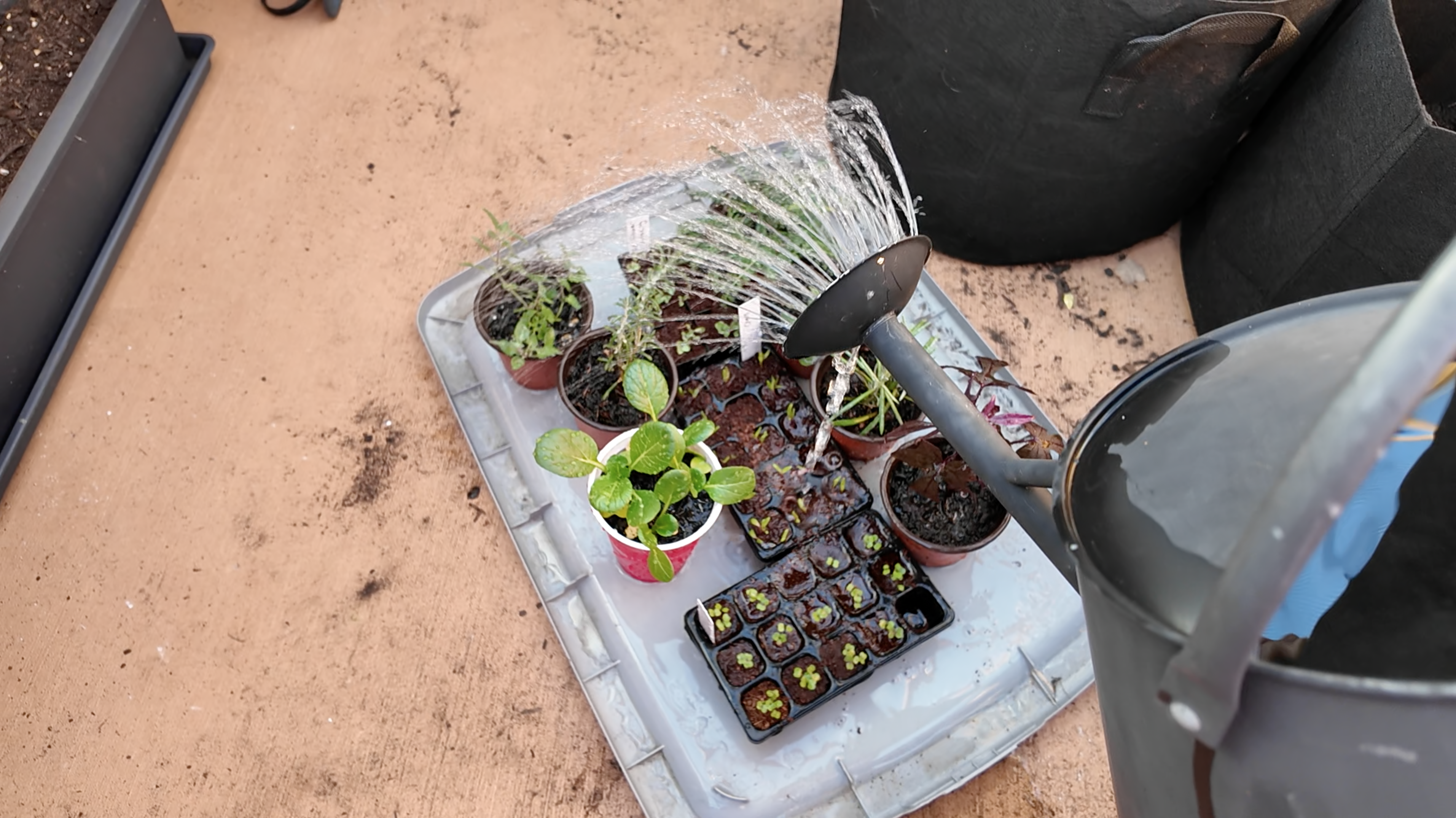 watering seedlings