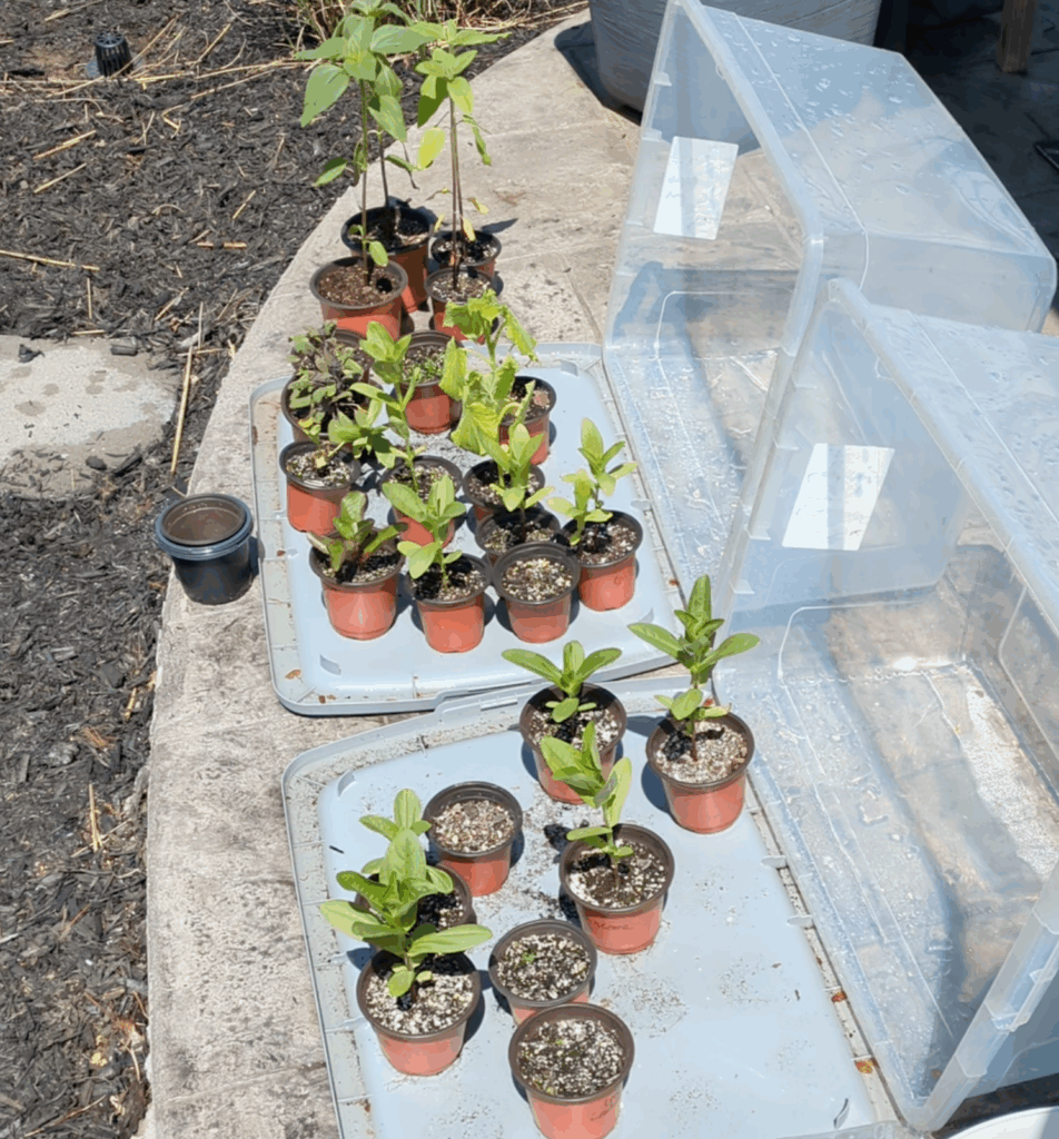 hardening off seedlings