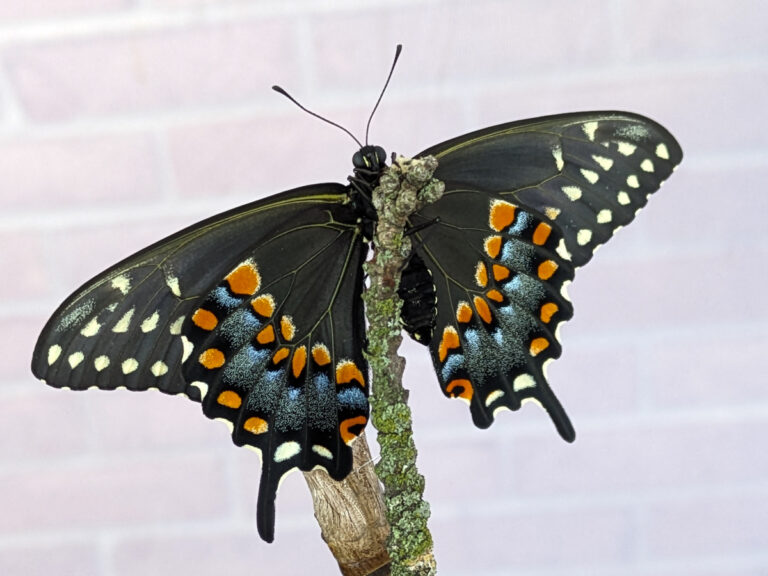 black swallowtail butterfly
