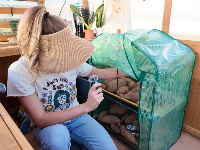 setup for curing sweet potatoes