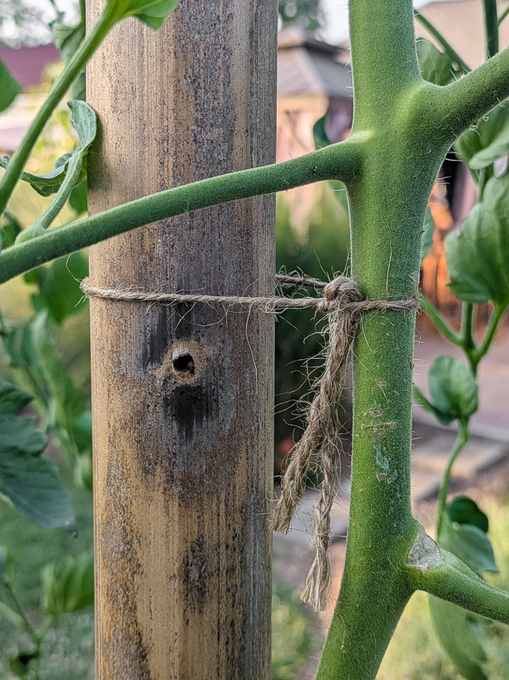 tomatoes growing up bamboo poles