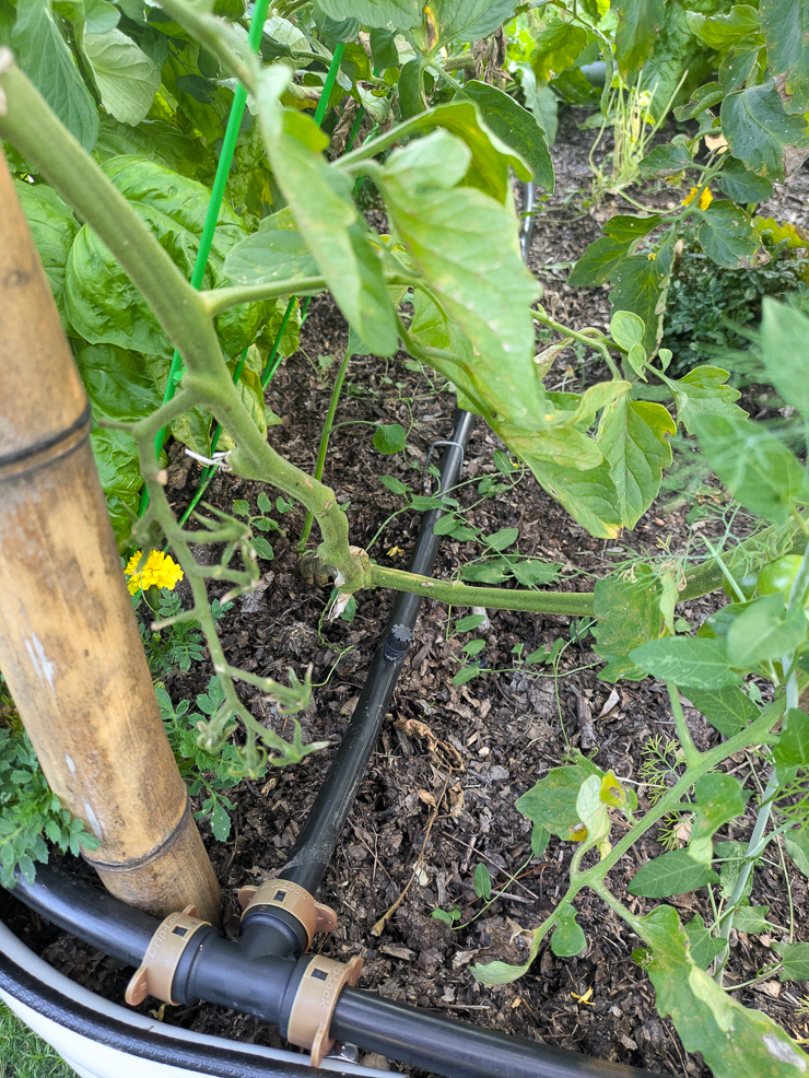 tomatoes growing up bamboo poles