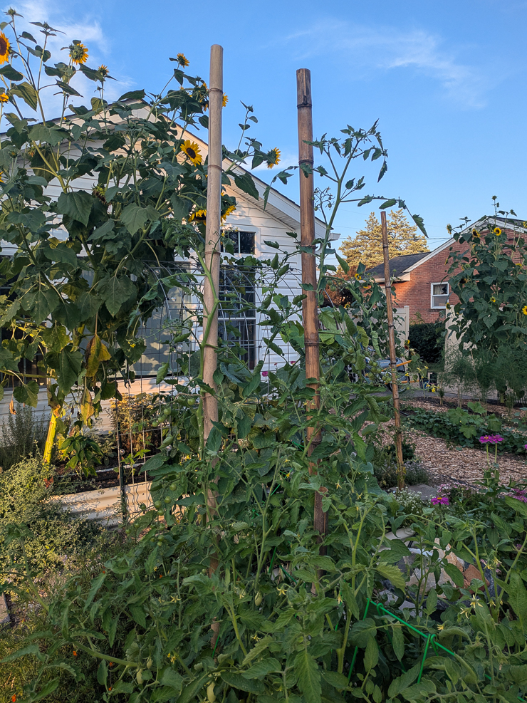tomatoes growing up bamboo poles