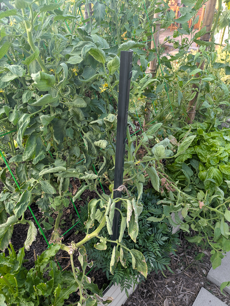 t-post among tomatoes