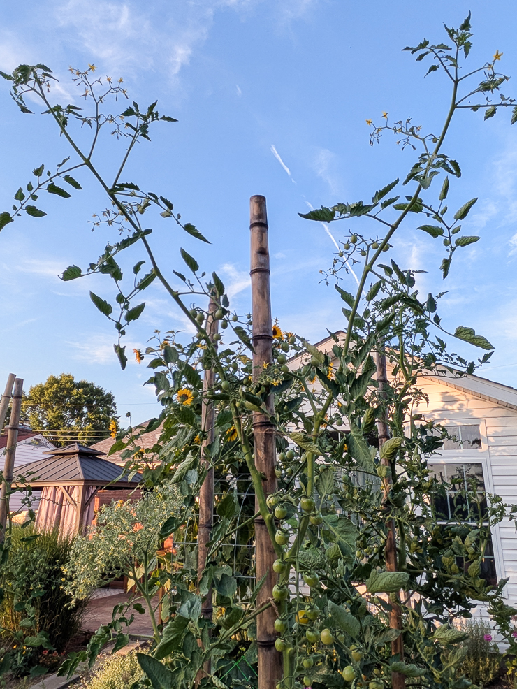tomatoes growing up bamboo poles