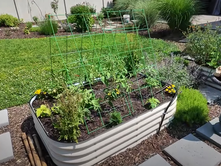 tomato plants growing up a-frame trellises
