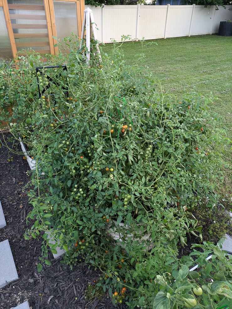 overgrown tomatoes