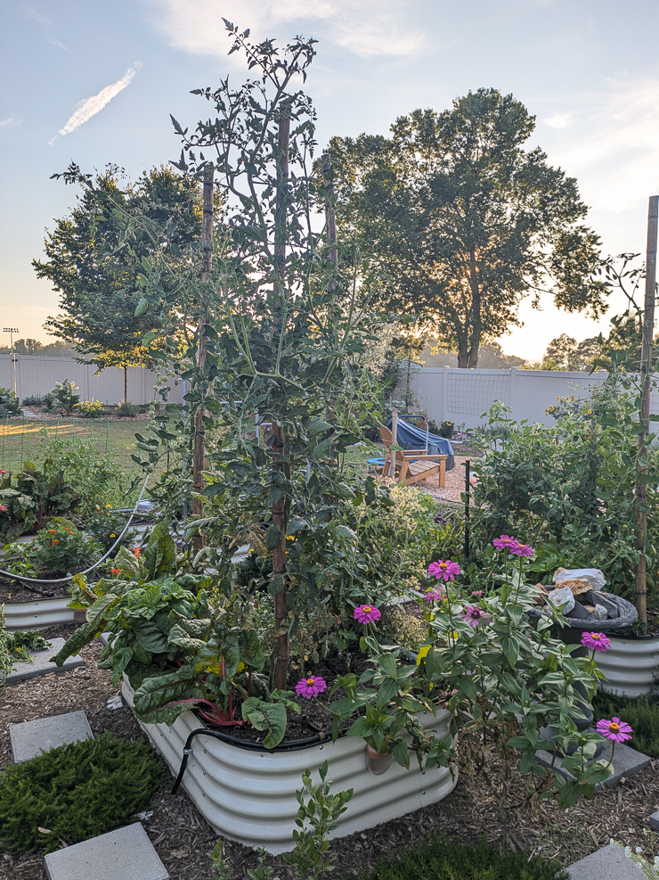 tomatoes growing up bamboo poles