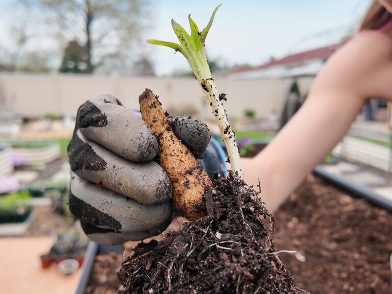 sprouted sunchoke