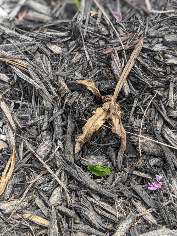 weed after spraying with vinegar