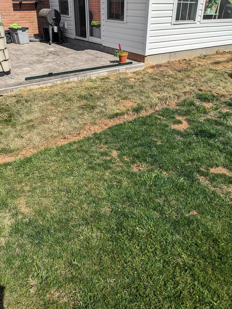 patch of grass sprayed with vinegar
