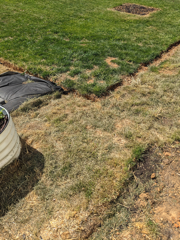 patch of grass sprayed with vinegar